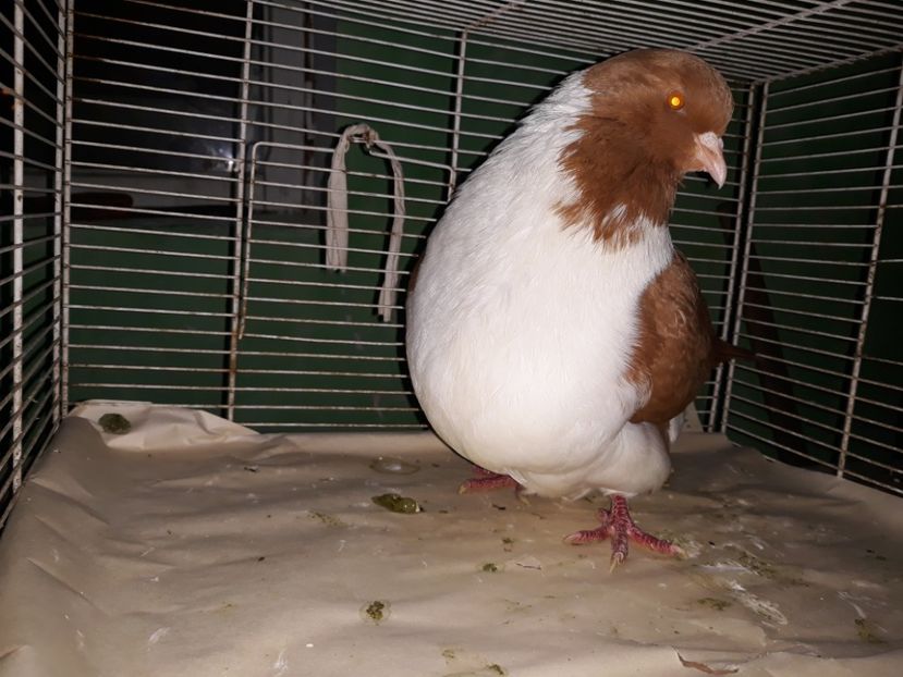  - strasser pe galben