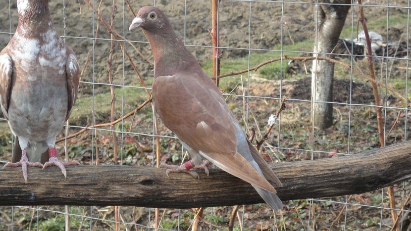 f 2017 - DE VANZARE MEULEMANS