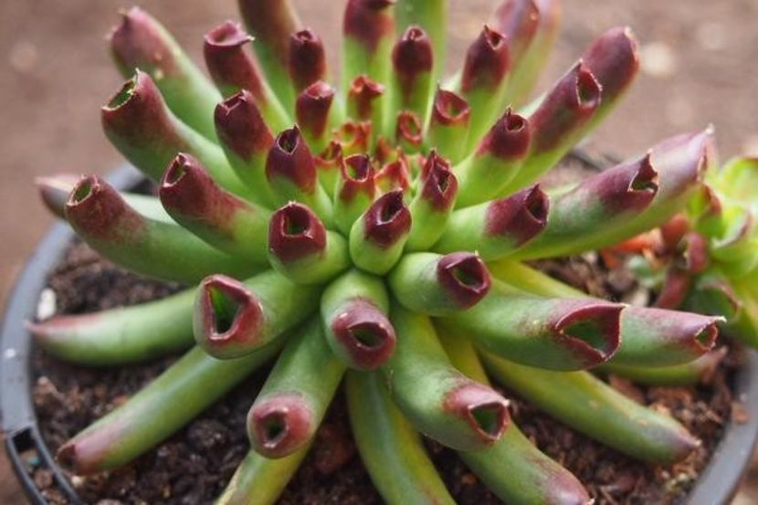 Sempervivum tectorum cv. Oddity - achizitionat - Whish list pentru viata urmatoare1