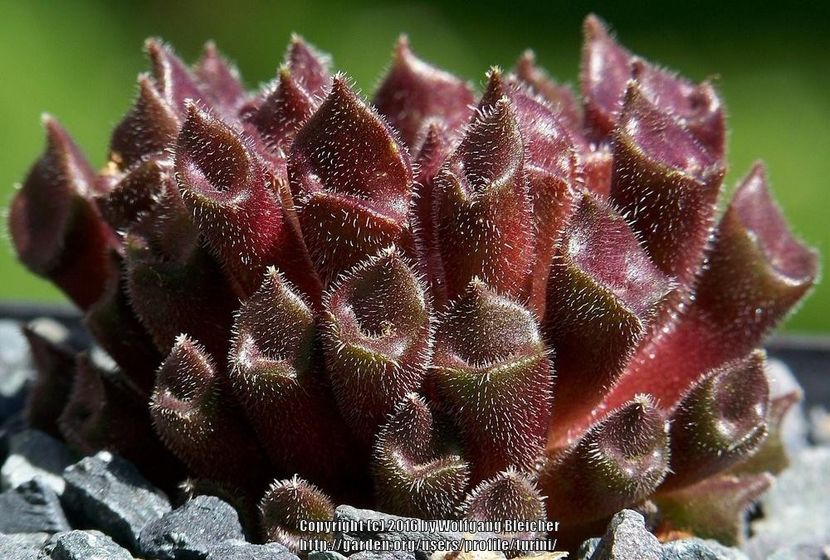 Sempervivum tectorum cv. Red Oddity - achizitionat - Whish list pentru viata urmatoare1