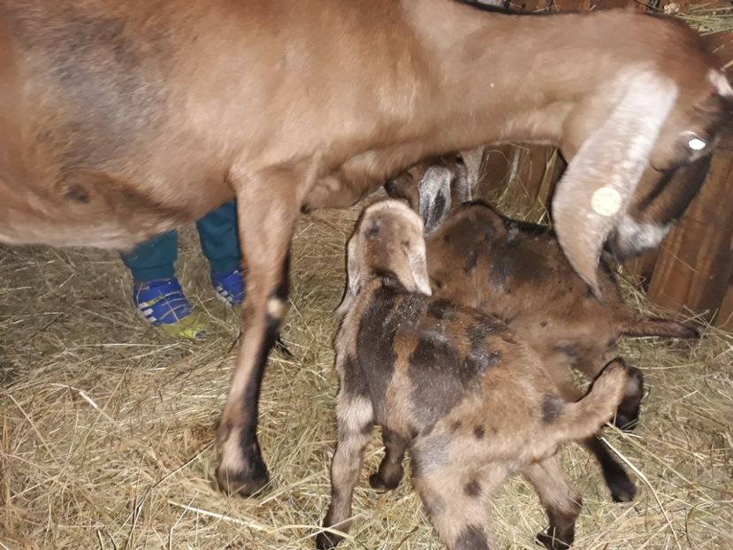 Mia si copii ei - Primii Iezi 2018