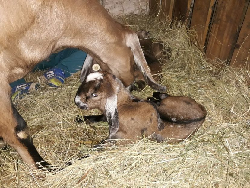 mia si atom, - Primii Iezi 2018