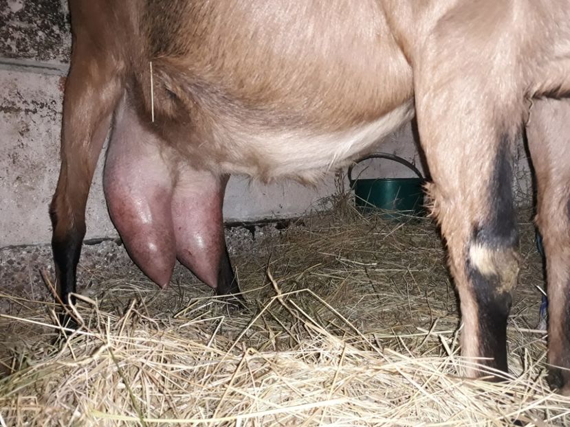 mia - Primii Iezi 2018