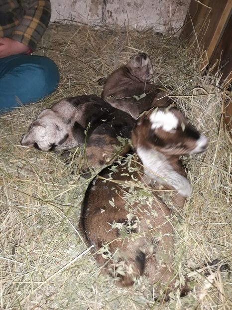 atom & paula & plushica - Primii Iezi 2018