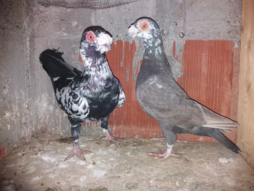  - ae berberi si carunculati 2018