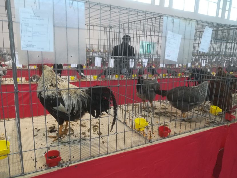  - Expozitie 2018 - 02 Februarie- Medias -Asociatia columbofila Tarnava-Mare