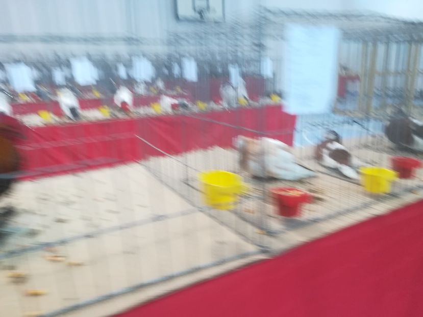  - Expozitie 2018 - 02 Februarie- Medias -Asociatia columbofila Tarnava-Mare