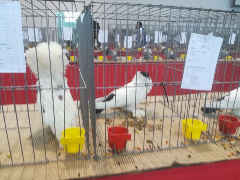  - Expozitie 2018 - 02 Februarie- Medias -Asociatia columbofila Tarnava-Mare