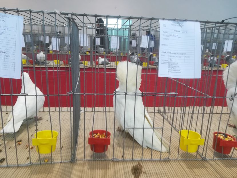  - Expozitie 2018 - 02 Februarie- Medias -Asociatia columbofila Tarnava-Mare