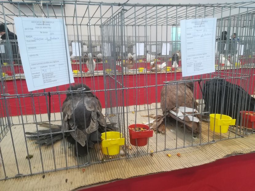  - Expozitie 2018 - 02 Februarie- Medias -Asociatia columbofila Tarnava-Mare
