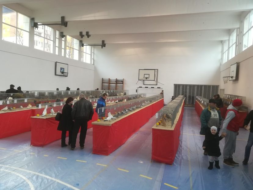  - Expozitie 2018 - 02 Februarie- Medias -Asociatia columbofila Tarnava-Mare