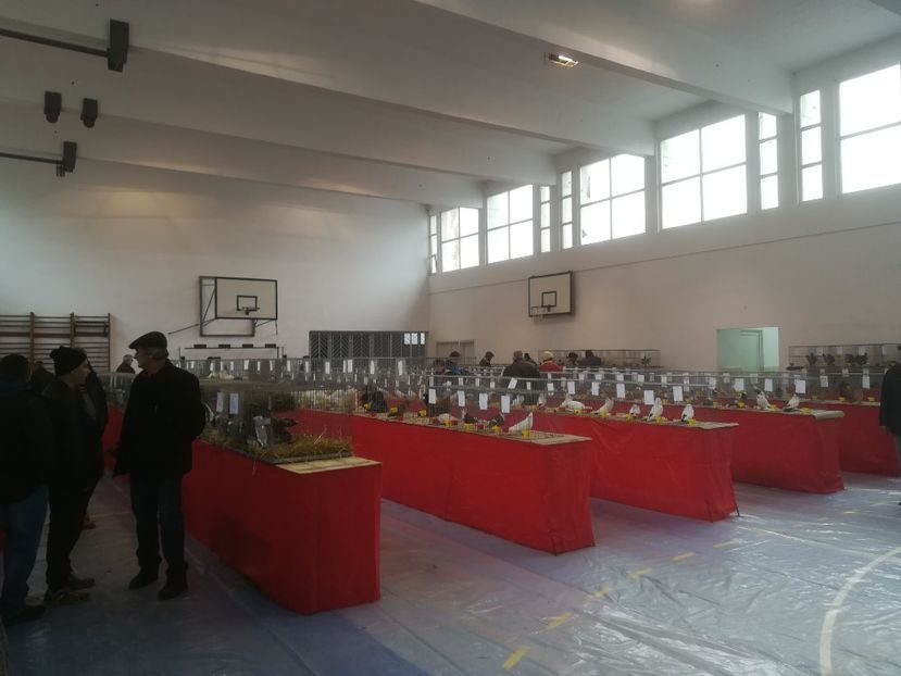  - Expozitie 2018 - 02 Februarie- Medias -Asociatia columbofila Tarnava-Mare