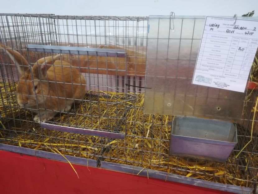  - Iepuri mei Expo 2018 Medias