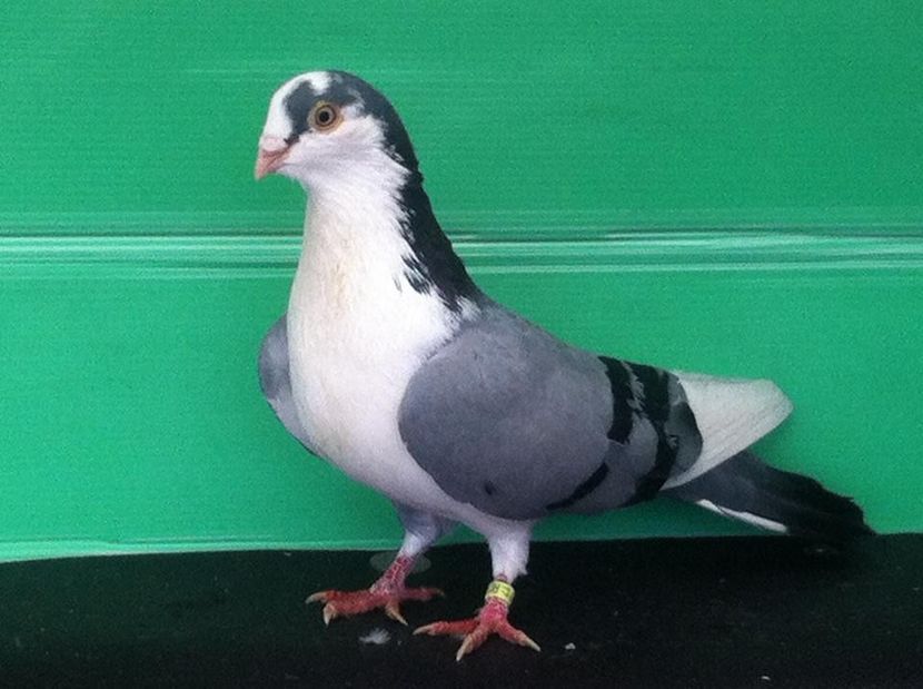  - jucatori de galati pui 2017