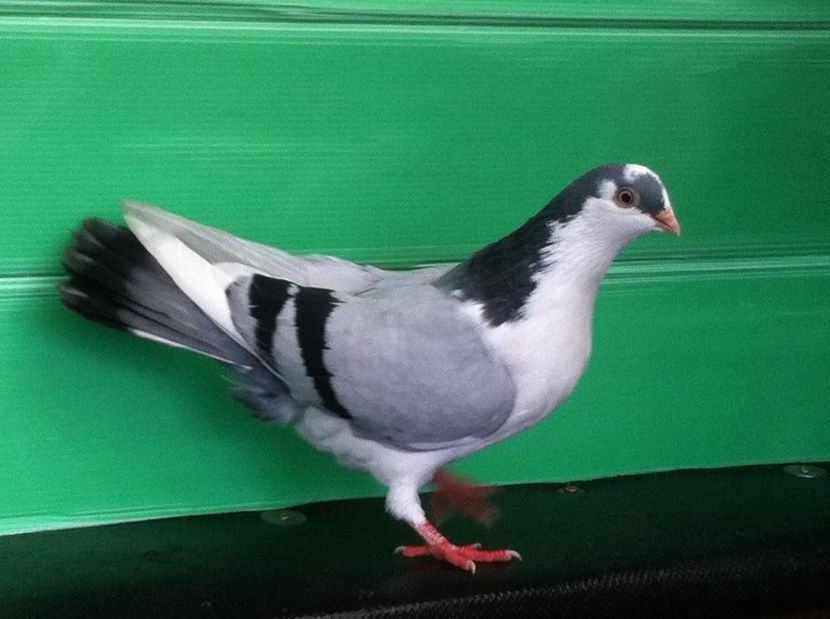  - jucatori de galati pui 2017