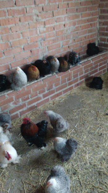 IMG-20171230-WA0004 - Gaini pekin