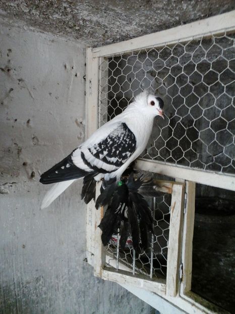  - Randunele de Saxonia