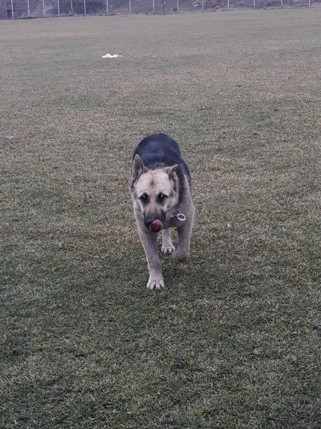  - Sonya ciobanesc german