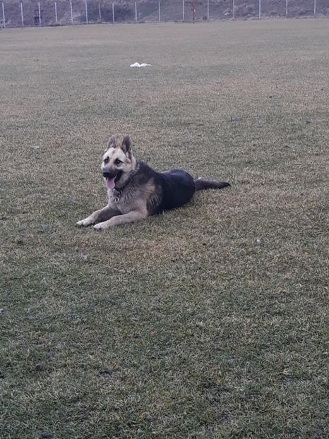  - Sonya ciobanesc german