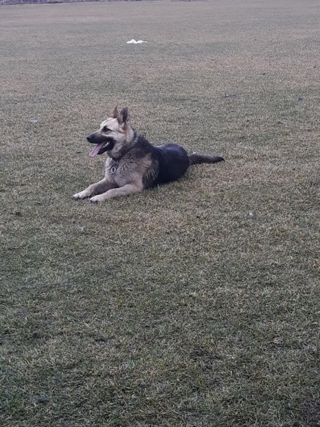  - Sonya ciobanesc german