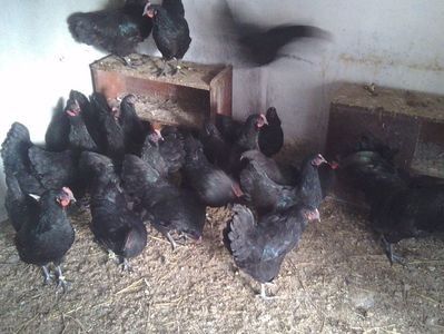 110104927_MYCVZPS3 - Gaini Australorp matca 2018 oua de vanzare
