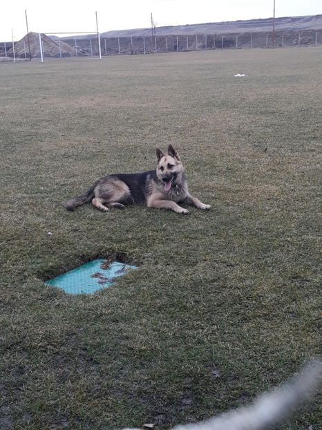  - Sonya ciobanesc german