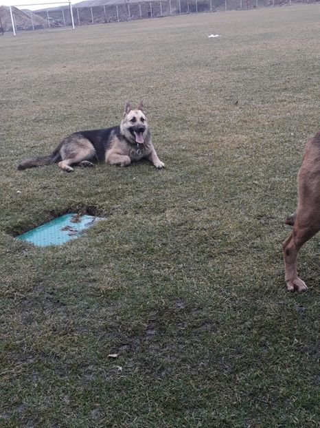  - Sonya ciobanesc german