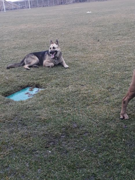  - Sonya ciobanesc german