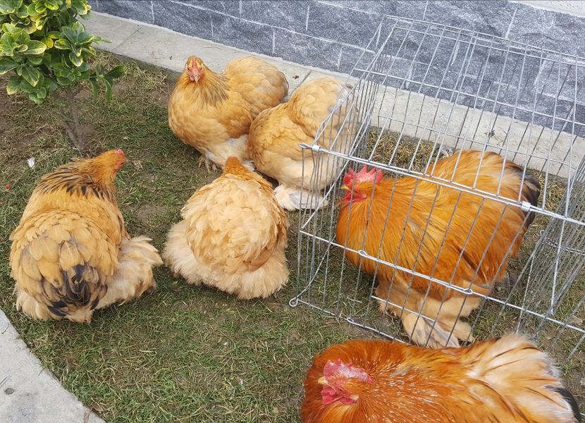  - 31_COCHINCHINA PITIC COLUMBIA 2021