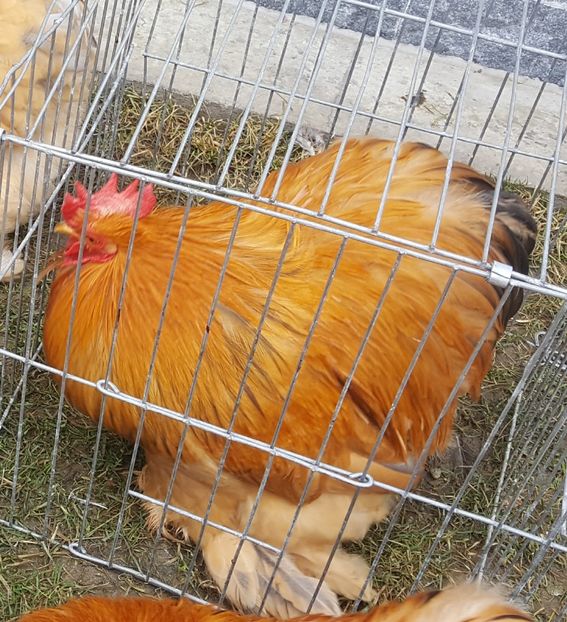  - 31_COCHINCHINA PITIC COLUMBIA 2021