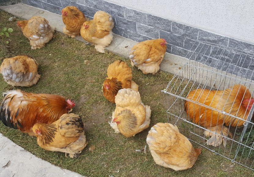  - 31_COCHINCHINA PITIC COLUMBIA 2021