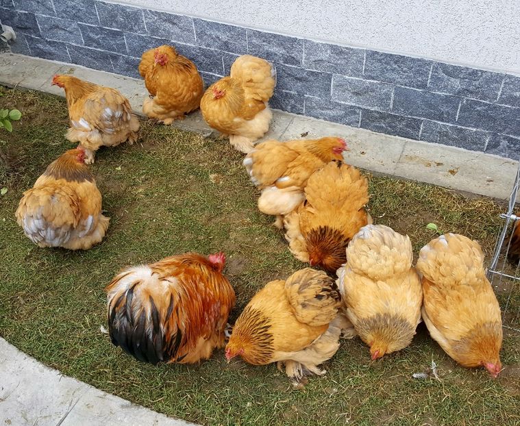  - 31_COCHINCHINA PITIC COLUMBIA 2021