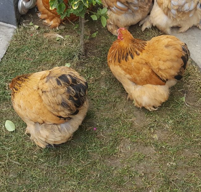  - 31_COCHINCHINA PITIC COLUMBIA 2021