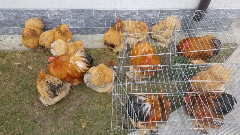  - 31_COCHINCHINA PITIC COLUMBIA 2021