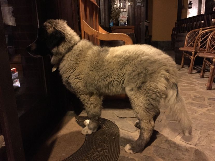 MARA DE CROITORU 4 LUNI - MARA DE CROITORU