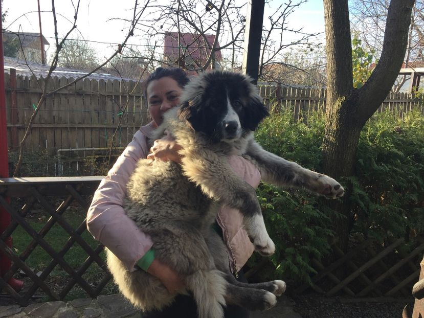 09.12.2017  MARA LA 4 LUNI - 25 KG - MARA DE CROITORU