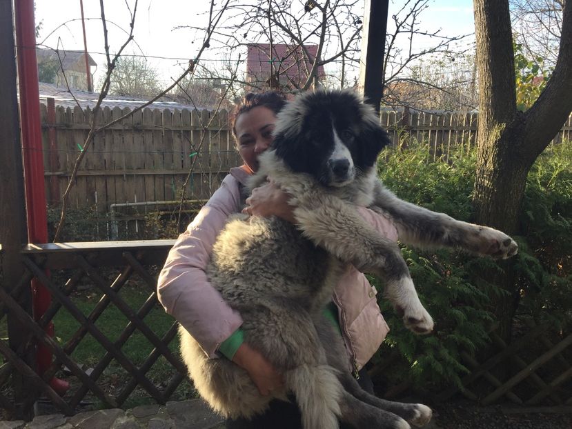 09.12.2017  MARA LA 4 LUNI - 25 KG - MARA DE CROITORU