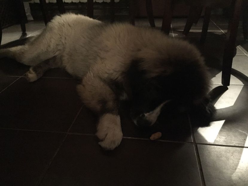 25.12.2017 - MARA DE CROITORU