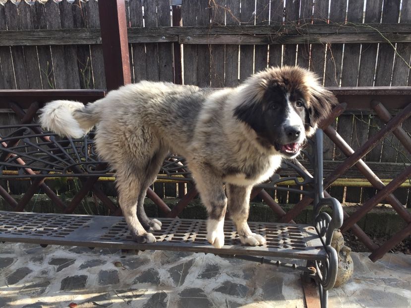 14.01.2018 MARA LA 5 LUNI - MARA DE CROITORU