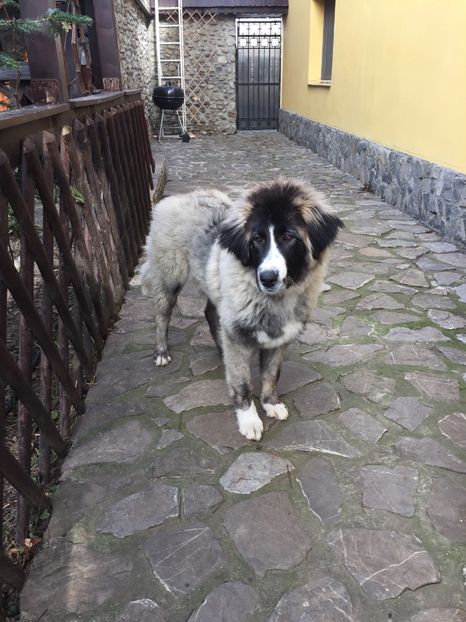 14.01.2018 MARA LA 5 LUNI - MARA DE CROITORU