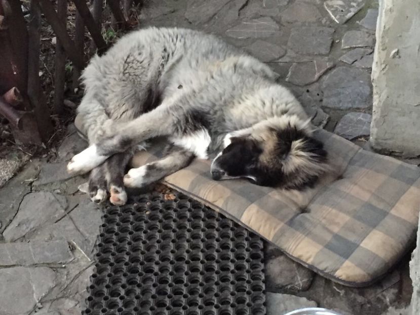 18.01.2018 SOMN DE VOIE - MARA DE CROITORU