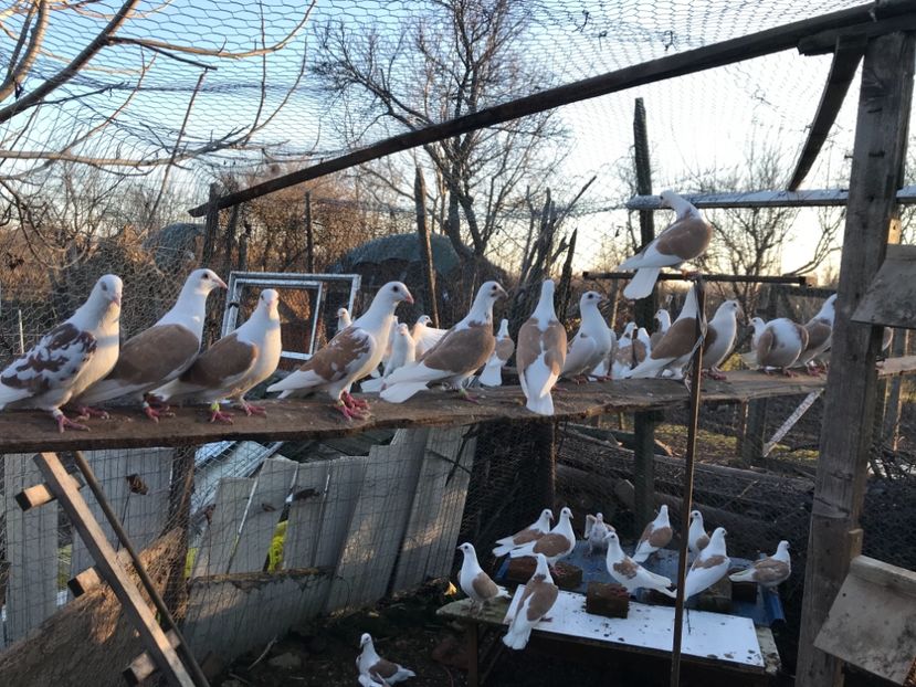 D681CECD-4894-41E9-900A-61ABA50772AE - Doici