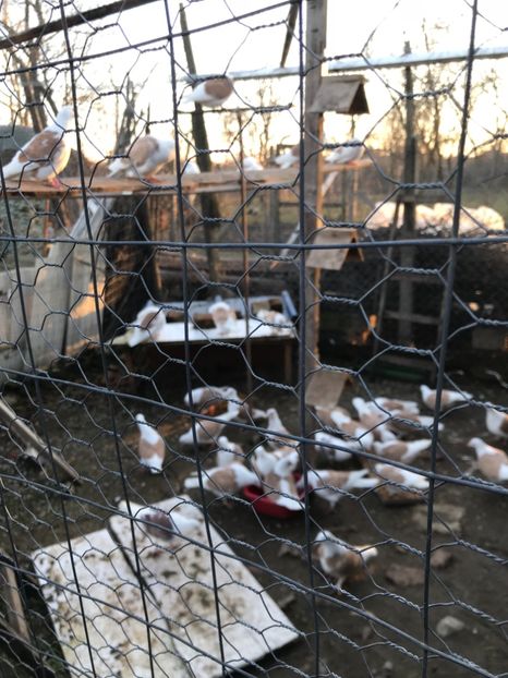 D89F23D0-901D-47D2-82BE-0D124F2D05F3 - Doici