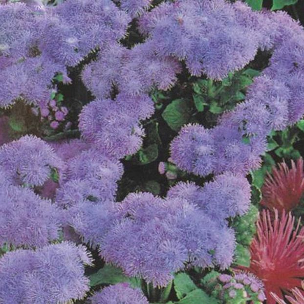 Ageratum Mauritius F1 - 12.9 lei - SEMINTE FLORI IANUARIE 2018