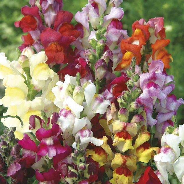 Antirrhinum Circus Clowns - 8.3 lei - SEMINTE FLORI IANUARIE 2018