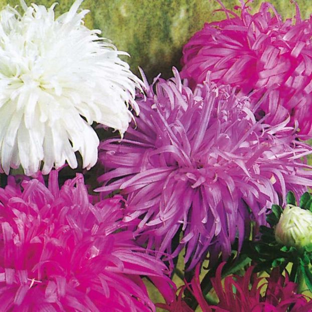 Aster Giants of California - 9 lei - SEMINTE FLORI IANUARIE 2018