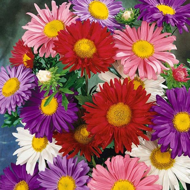 Aster Madelaine Giant Single - 10.3 lei - SEMINTE FLORI IANUARIE 2018