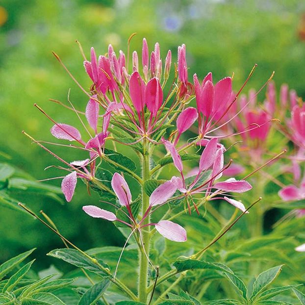 Cleome Cherry Queen - 11.8 lei - SEMINTE FLORI IANUARIE 2018