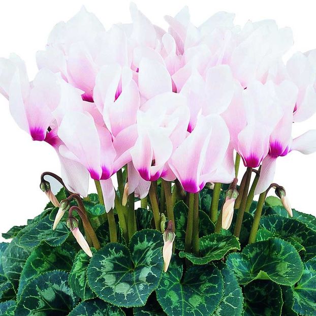 Cyclamen Persicum Latinia F1 - 15.1 lei - SEMINTE FLORI IANUARIE 2018