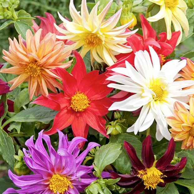 Dahlia Dwarf Cactus Mixed - 11.5 lei - SEMINTE FLORI IANUARIE 2018